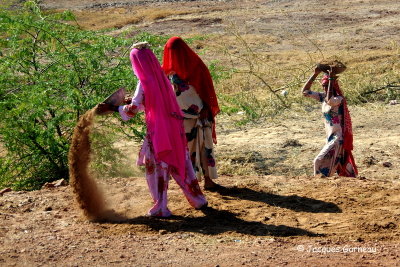 Sur la route entre Jaisalmer et Dechu, Rajasthan_IMGP6138.JPG