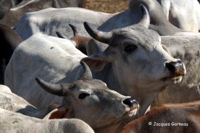 Lieu de retraite pour vaches sacres prs de Dechu, Rajasthan_IMGP6382.JPG