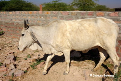 Lieu de retraite pour vaches sacres prs de Dechu, Rajasthan_IMGP6386.JPG