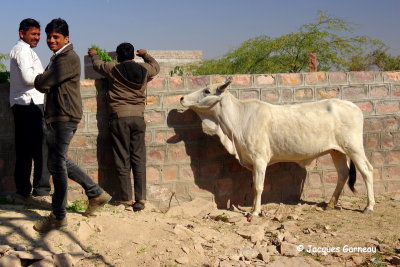 Lieu de retraite pour vaches sacres prs de Dechu, Rajasthan_IMGP6388.JPG