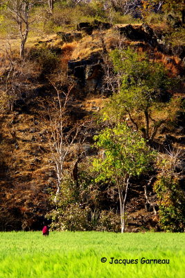 Entre Ranakpur et Udaipur, Rajasthan_IMGP6769.JPG