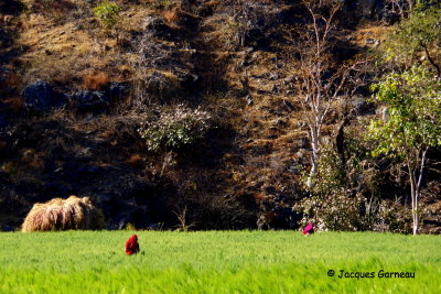 Entre Ranakpur et Udaipur, Rajasthan_IMGP6770.JPG