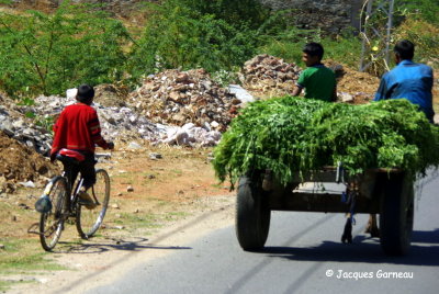 Sur la route entre Udaipur et Pushkar, Rajasthan_IMGP7075.JPG