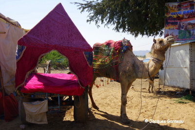 Pushkar, Rajasthan_IMGP7077.JPG