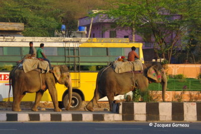 Jaipur, Rajasthan_IMGP7244.JPG