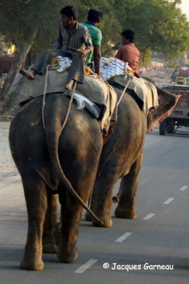 Jaipur, Rajasthan_IMGP7246.JPG