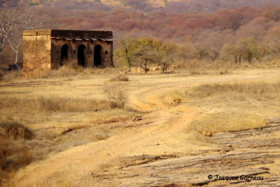 Parc national de Ranthambore, Rajasthan_IMGP7758.JPG
