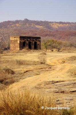 Parc national de Ranthambore, Rajasthan_IMGP7760.JPG