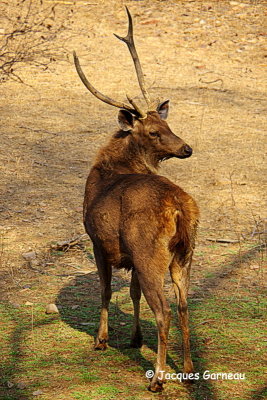 Parc national de Ranthambore, Rajasthan_IMGP7776.JPG