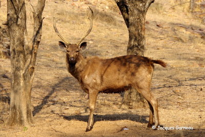 Parc national de Ranthambore, Rajasthan_IMGP7781.JPG