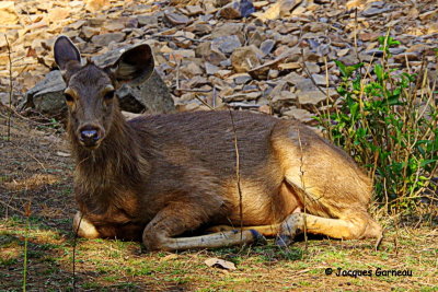 Parc national de Ranthambore, Rajasthan_IMGP7786.JPG