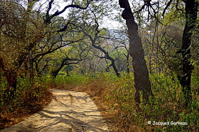 Parc national de Ranthambore, Rajasthan_IMGP7787.JPG