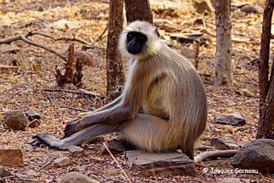 Parc national de Ranthambore, Rajasthan_IMGP7818.JPG