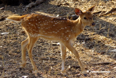 Parc national de Ranthambore, Rajasthan_IMGP7834.JPG