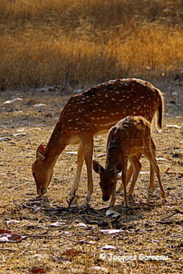Parc national de Ranthambore, Rajasthan_IMGP7840.JPG