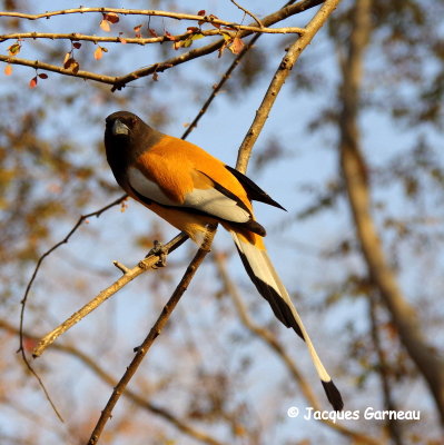 Tmia vagabonde - Rufous treepie (Dendrocitta vagabunda), Parc national de Ranthambore, Rajasthan_IMGP7849.JPG
