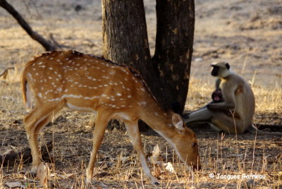 Parc national de Ranthambore, Rajasthan_IMGP7863.JPG
