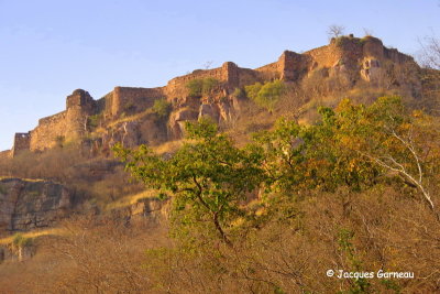 Parc national de Ranthambore, Rajasthan_IMGP7872.JPG