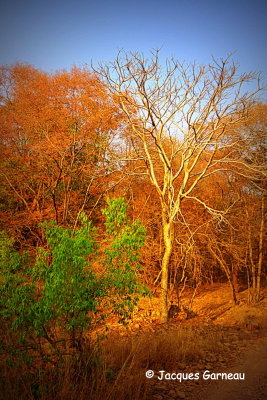 Parc national de Ranthambore, Rajasthan_IMGP7874.JPG