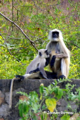 Parc national de Ranthambore, Rajasthan_IMGP7886.JPG