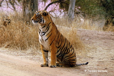 Tigre du Bengale, Parc national de Ranthambore, Rajasthan_IMGP7898.JPG