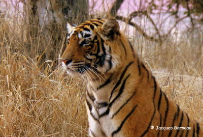 Tigre du Bengale, Parc national de Ranthambore, Rajasthan_IMGP7900.JPG