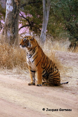 Tigre du Bengale, Parc national de Ranthambore, Rajasthan_IMGP7902.JPG