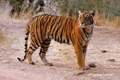 Tigre du Bengale, Parc national de Ranthambore, Rajasthan_IMGP7904.JPG