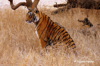 Tigre du Bengale, Parc national de Ranthambore, Rajasthan_IMGP7911.JPG
