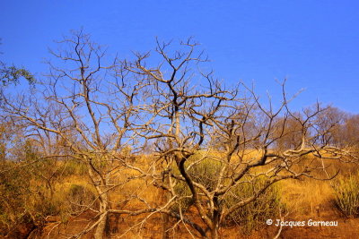 Parc national de Ranthambore, Rajasthan_IMGP7939.JPG