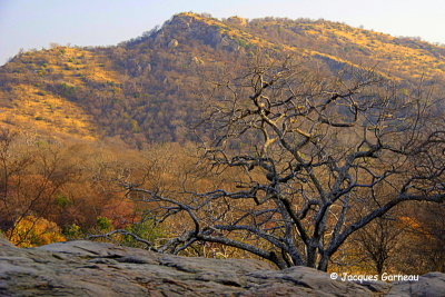 Parc national de Ranthambore, Rajasthan_IMGP7953.JPG
