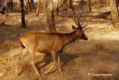 Parc national de Ranthambore, Rajasthan_IMGP7964.JPG