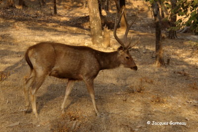 Parc national de Ranthambore, Rajasthan_IMGP7965.JPG