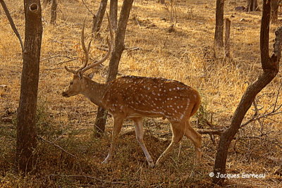 Parc national de Ranthambore, Rajasthan_IMGP7982.JPG