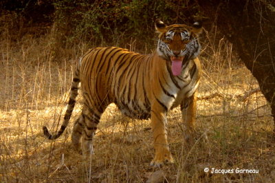 Tigre du Bengale, Parc national de Ranthambore, Rajasthan_IMGP8009.JPG