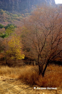 Parc national de Ranthambore, Rajasthan_IMGP8115.JPG