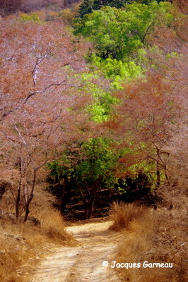 Parc national de Ranthambore, Rajasthan_IMGP8117.JPG