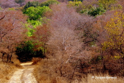 Parc national de Ranthambore, Rajasthan_IMGP8118.JPG
