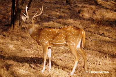 Parc national de Ranthambore, Rajasthan_IMGP8153.JPG