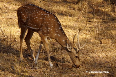 Parc national de Ranthambore, Rajasthan_IMGP8156.JPG