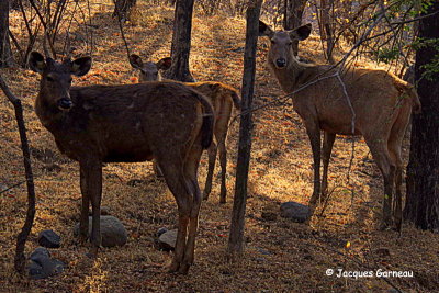 Parc national de Ranthambore, Rajasthan_IMGP8157.JPG