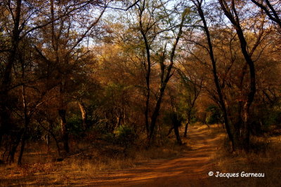 Parc national de Ranthambore, Rajasthan_IMGP8164.JPG