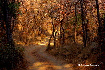Parc national de Ranthambore, Rajasthan_IMGP8165.JPG