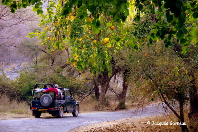 Parc national de Ranthambore, Rajasthan_IMGP8172.JPG