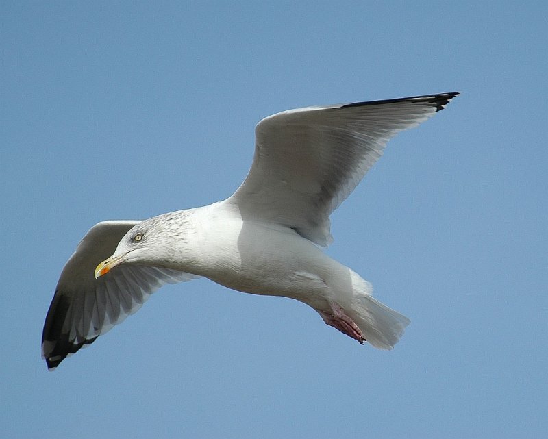 DSC_2231.jpg