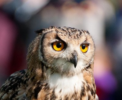 D3_2151 Indian Eagle Owl.jpg