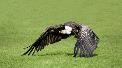 D3_2160 Rupples' Griffon Vulture.jpg