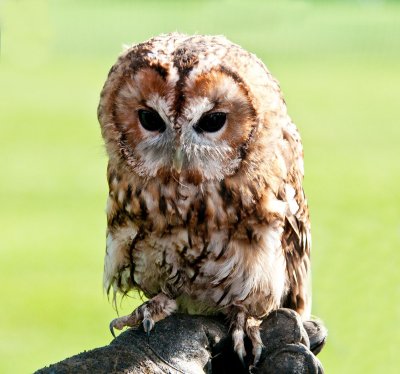 D3_2163 Tawny Owl.jpg
