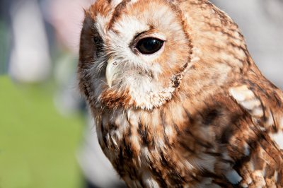 D3_2164 Tawny Owl.jpg