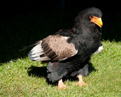 D3_2177 Bateleur Eagle.jpg